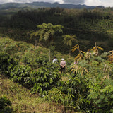 Guatemala, Finca San Lorenzo, Luis Valdés III